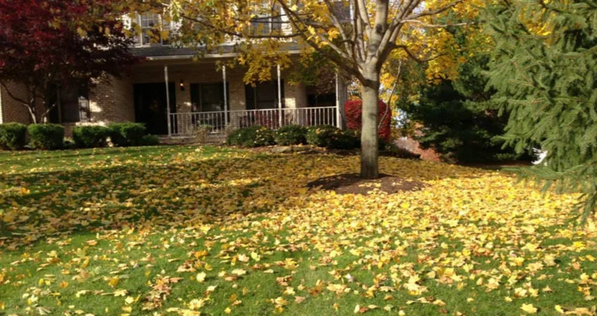 Autumn leaves on a lawn before seasonal cleanup